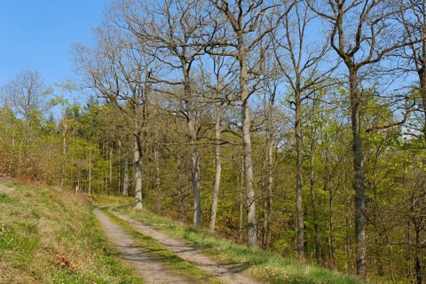 Forest trail