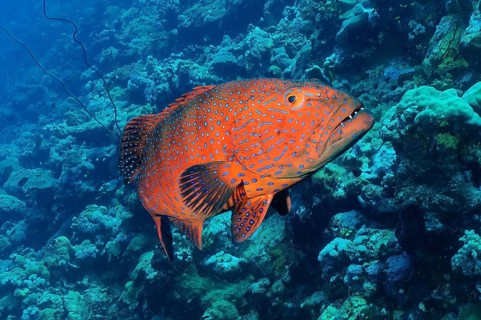 Grouper Panther Trout