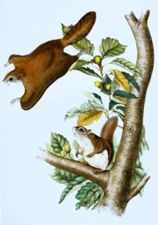 Northern flying squirrel