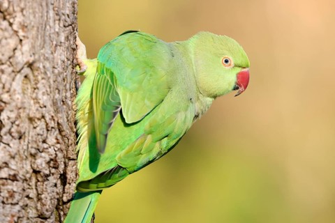 Rose-ringed parakeet