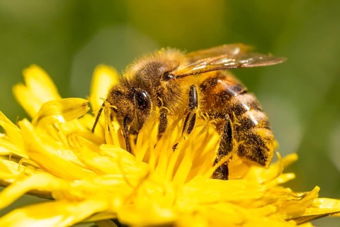 Detail closeup of honeybee
