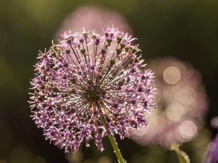 Ornamental leek