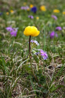 European globeflower
