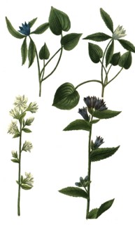 Various bellflowers