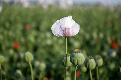 Field with Waldviertel grey poppy