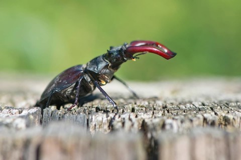 Stag beetle