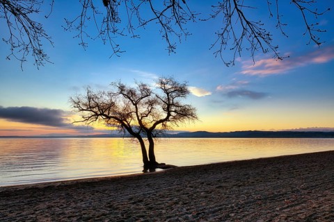 Blattloser Baum an einem Sandstrand am Murtensee