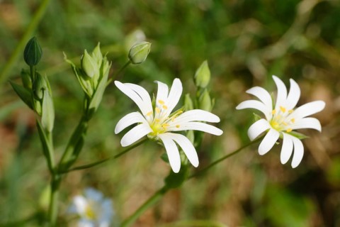 Chickweed