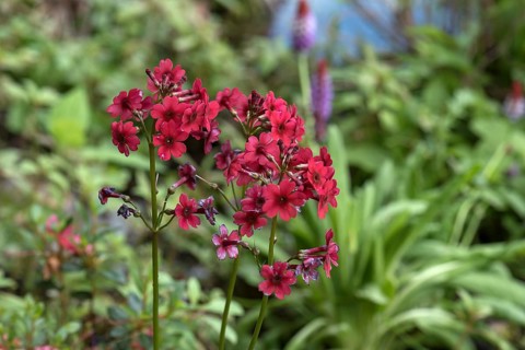 Red garden phlox