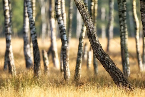 Warty birch