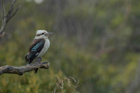 Laughing kookaburra