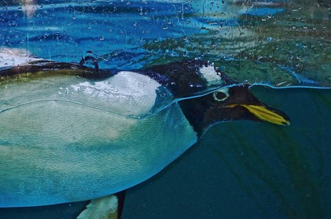 Head of penguin in front of glass pane under water