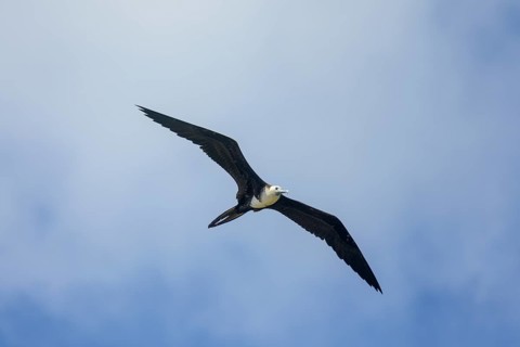 Magnificent frigatebird
