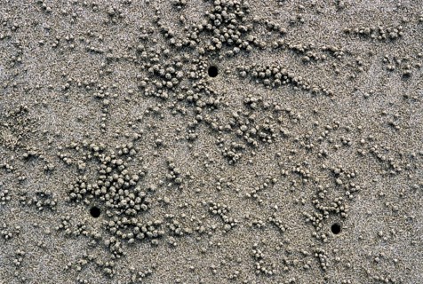 Crab Nests