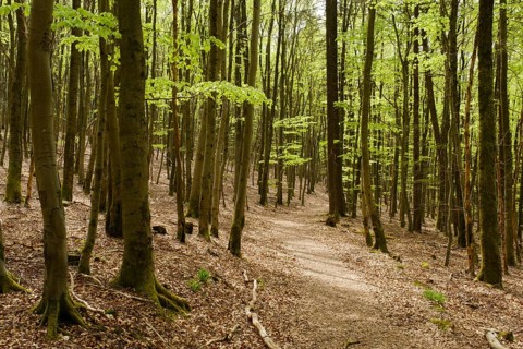 Hiking trail through the beech forest