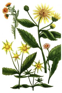 Chrysanthemum