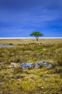 Tree at the edge of the salt pan