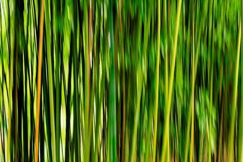 Bamboo