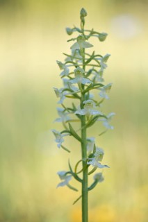 Lesser butterfly-orchid