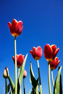 Bluehende rote Tulpen