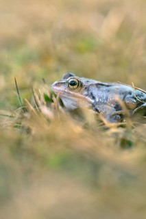 Moorfrosch