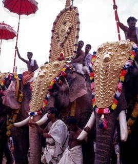 Caparisoned elephants in Pooram festival
