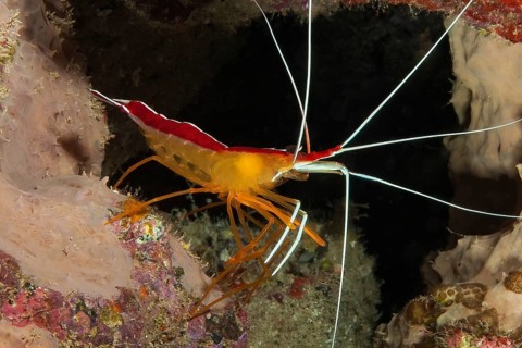 Atlantic white banded cleaner shrimp