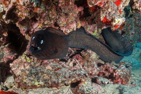 Free-swimming black moray eel