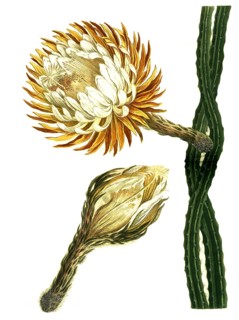 Is a species of plant