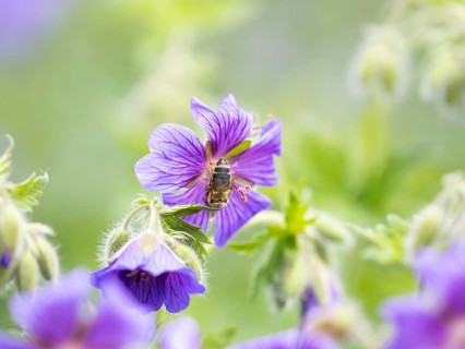 Honey bee