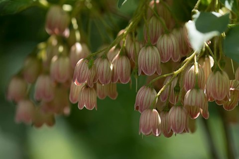 Flowers of a redvein enkianthus
