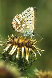 Common blue butterfly