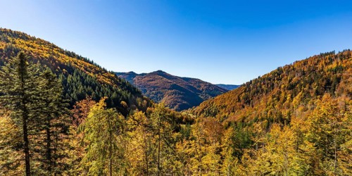 Mixed forest in the Upper Black Forest in autumn
