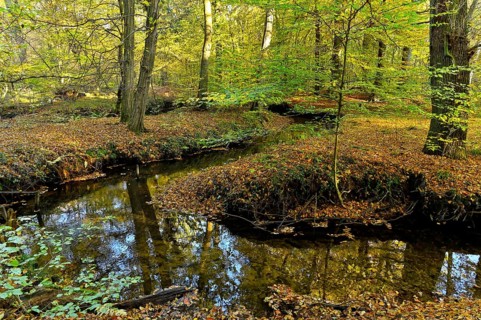 Meandering Rotbach in the autumnal Hiesfeld Forest