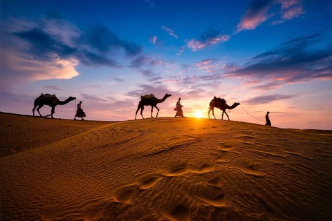 Indian cameleers