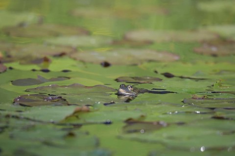 Seefrosch