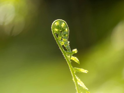 Young ostrich fern