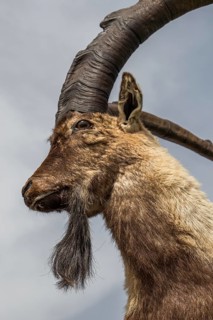 Wild brown mountain goat with two huge horns