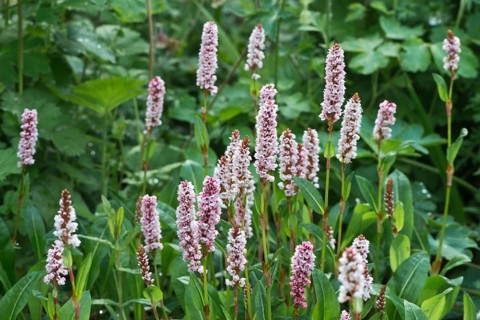 Snail's knotweed