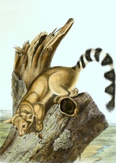 North American cat ferret