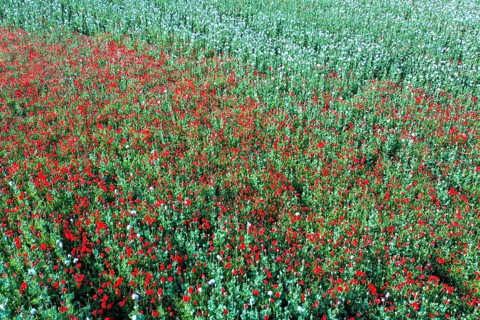 Field with Waldviertel grey poppy