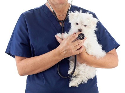 Female veterinarian with stethoscope holding young maltese puppy isolated on white