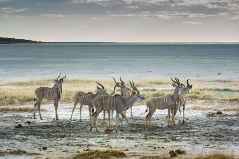 Greater kudu