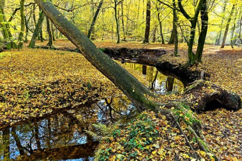 Rotbach in the autumnal Hiesfeld Forest