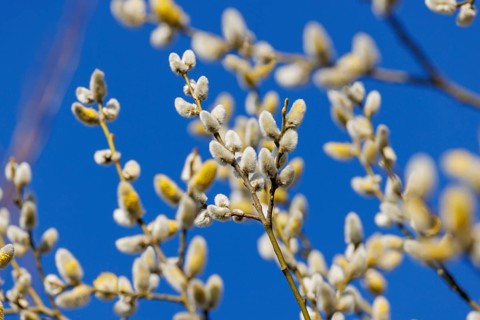 Goat willow