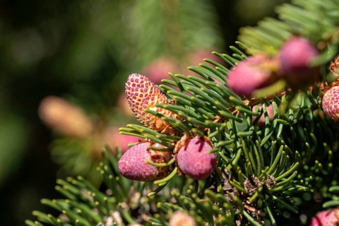 Edeltanne