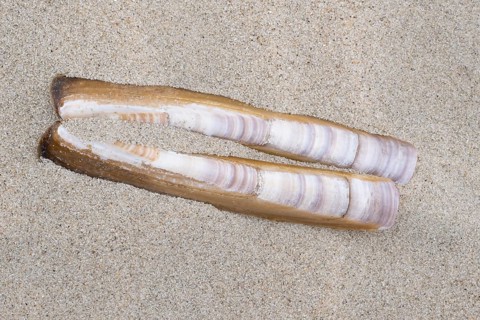 Schwertfoermige Scheidenmuschel