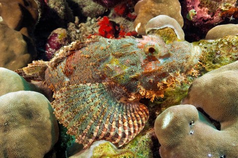 Bearded scorpionfish