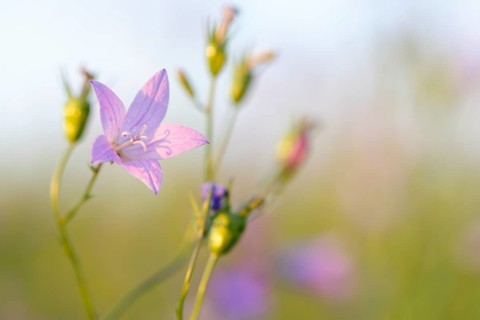 Blur experiment on a flowering meadow in summer