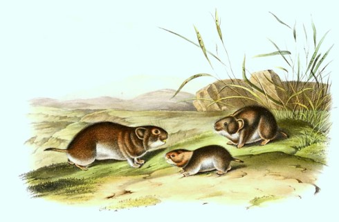 Meadow vole